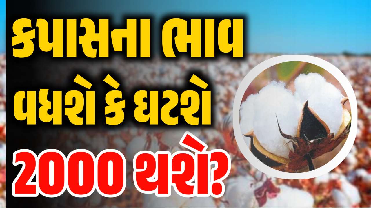 કપાસ પરની આયાત જકાત 31 ડિસેમ્બર સુધી હઠાવાઈ, હવે કપાસના ભાવ વધશે કે ઘટશે