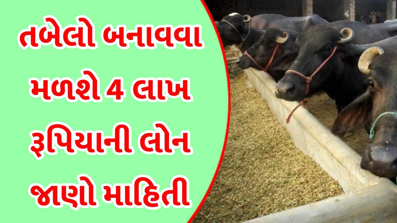 તબેલો બનાવવા માટે મળશે 4 લાખની લોન. – પશુપાલકો માટે સરકારની મોટી સહાય