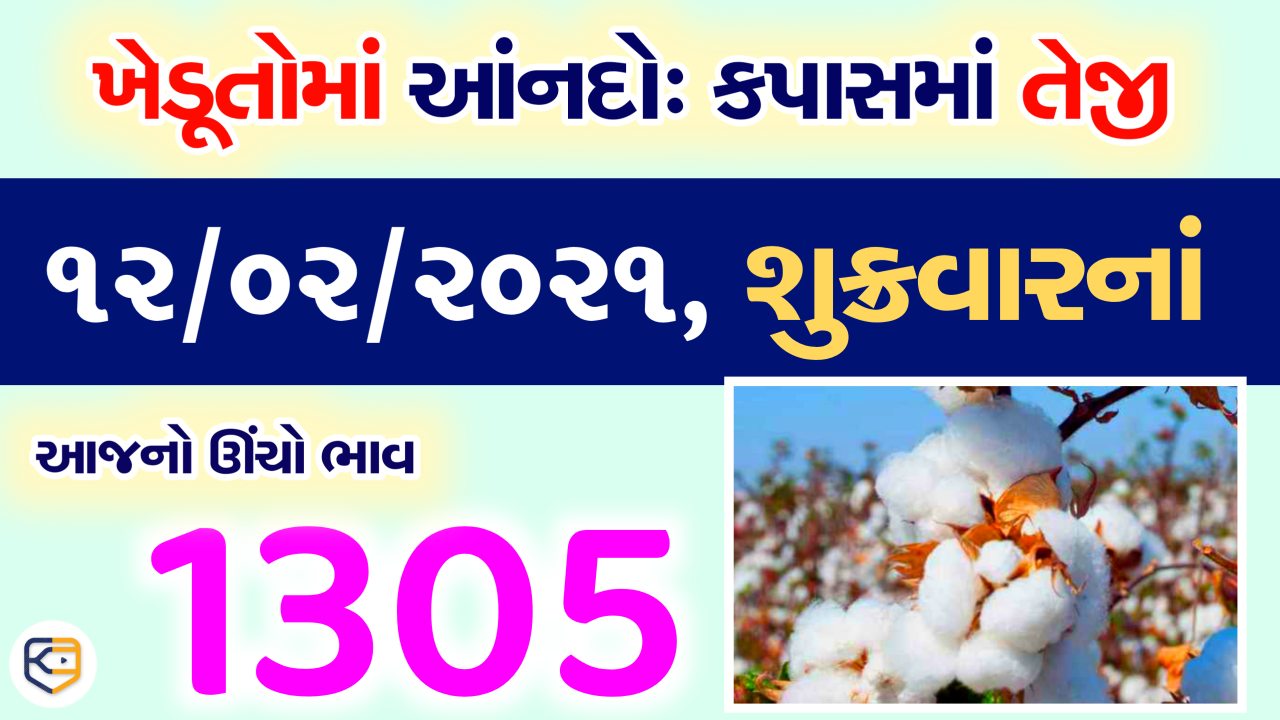 કપાસમાં તેજીનો માહોલ: આજે ઉચો ભાવ ૧૩૦૫ રૂપિયા / જાણો ૧૨/૦૨/૨૦૨૧, શુક્રવારના ભાવો