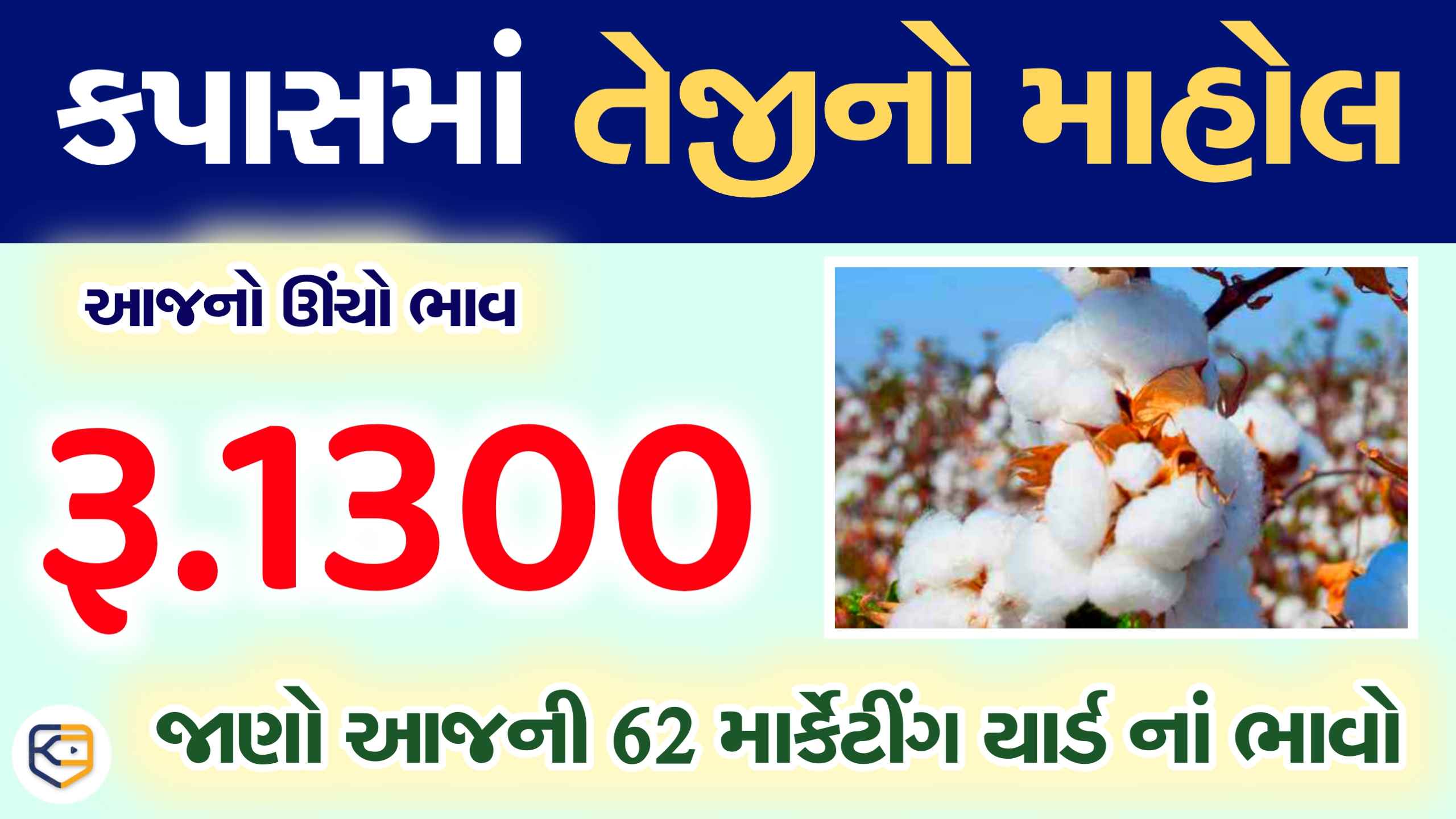 આજે કપાસનાં ભાવ રૂ.1300ની સપાટીએ / જાણી લો 60+ માર્કેટ યાર્ડમાં કપાસ ભાવ